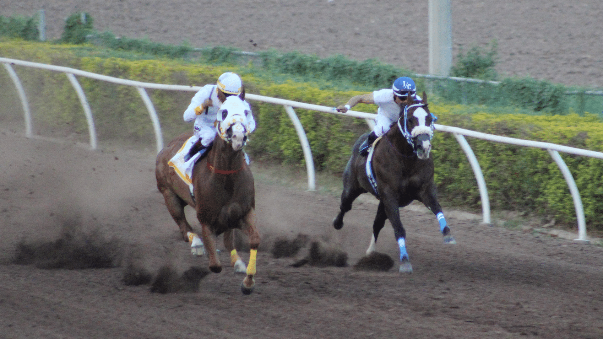 EL GOLDEN VS EL RANCHERO